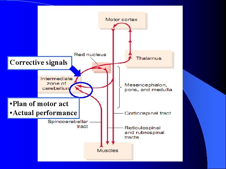 Corrective signals • Plan of motor act • Actual performance 