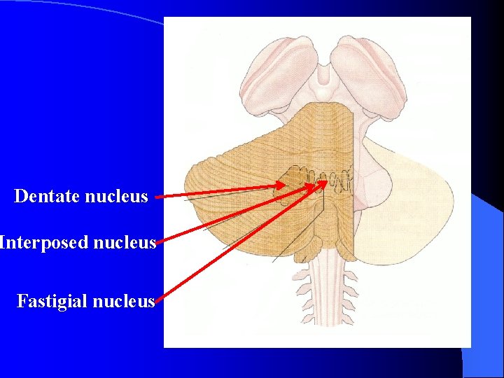 Dentate nucleus Interposed nucleus Fastigial nucleus 