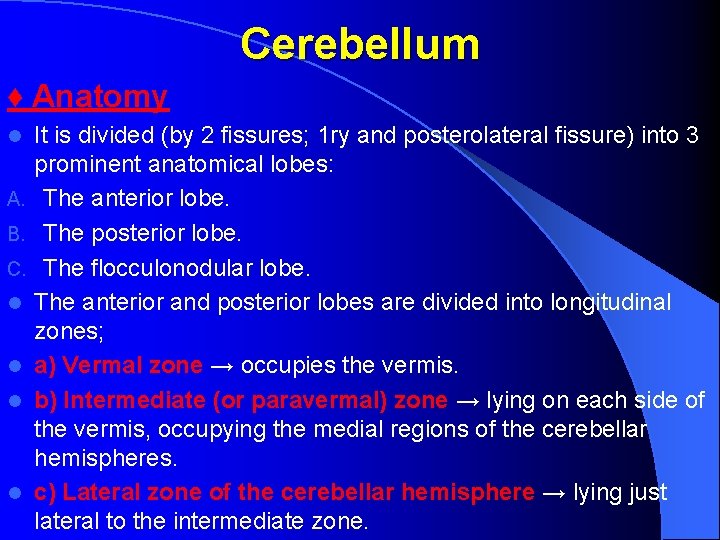 Cerebellum ♦ Anatomy l A. B. C. l l It is divided (by 2