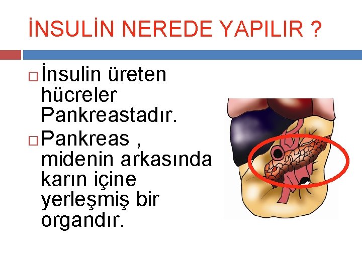 İNSULİN NEREDE YAPILIR ? İnsulin üreten hücreler Pankreastadır. Pankreas , midenin arkasında karın içine