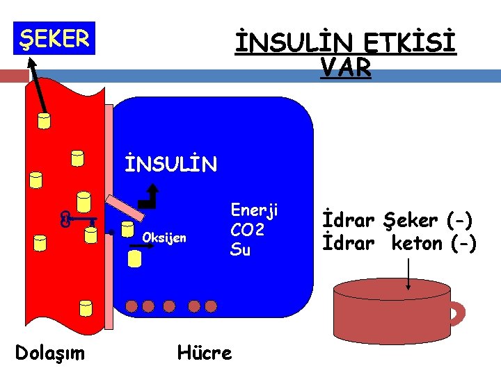 ŞEKER İNSULİN ETKİSİ VAR İNSULİN Ñ. Dolaşım Oksijen Enerji CO 2 Su Hücre İdrar