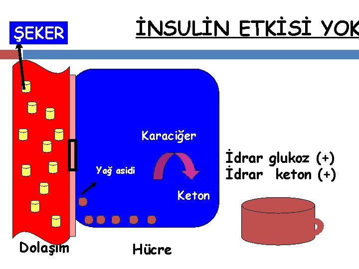 İNSULİN ETKİSİ YOK ŞEKER Karaciğer İdrar glukoz (+) İdrar keton (+) Yağ asidi Keton