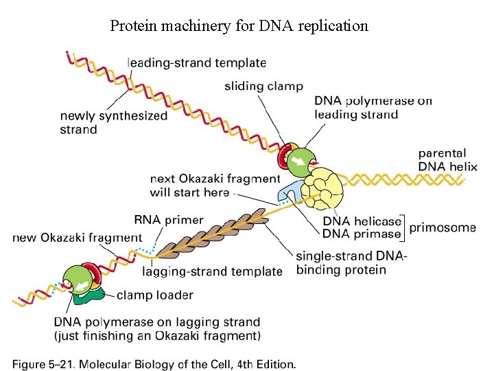 Protein machinery for DNA replication 