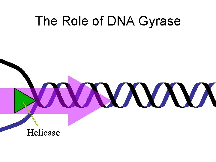 The Role of DNA Gyrase Helicase 