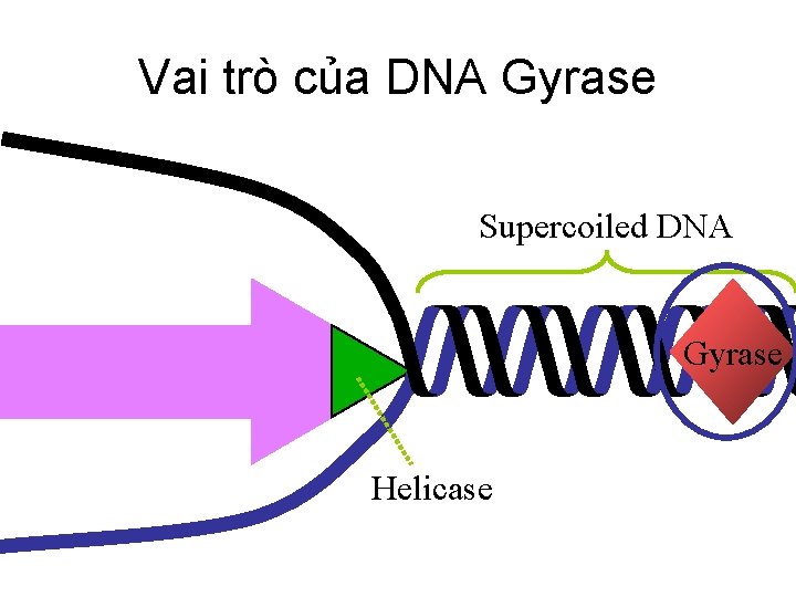 Vai trò của DNA Gyrase Supercoiled DNA Gyrase Helicase 