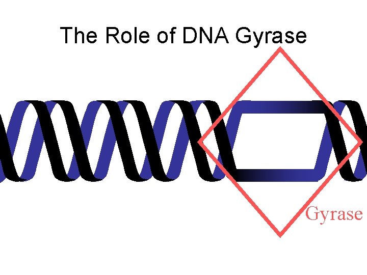 The Role of DNA Gyrase 