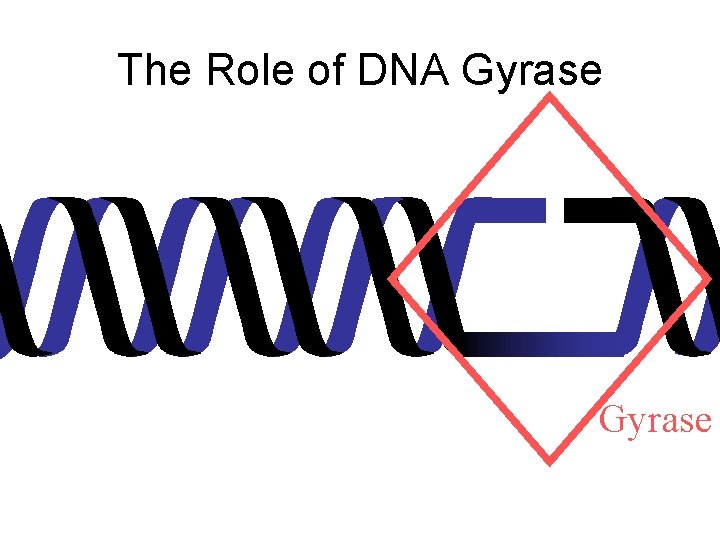The Role of DNA Gyrase 