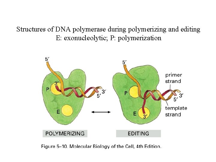 Structures of DNA polymerase during polymerizing and editing E: exonucleolytic; P: polymerization 