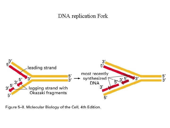 DNA replication Fork 