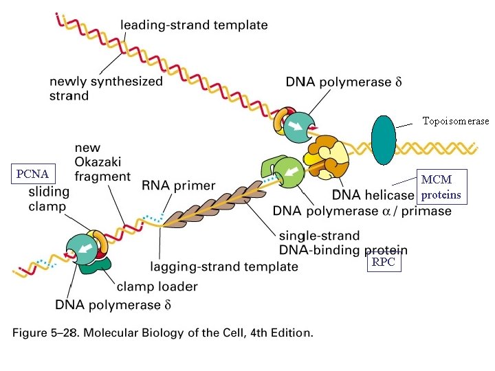 Topoisomerase PCNA MCM proteins RPC 