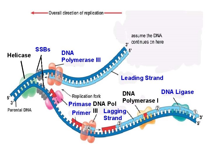 Helicase SSBs DNA Polymerase III Leading Strand DNA Ligase DNA Polymerase I Primase DNA