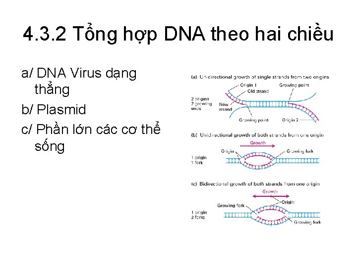 4. 3. 2 Tổng hợp DNA theo hai chiều a/ DNA Virus dạng thẳng