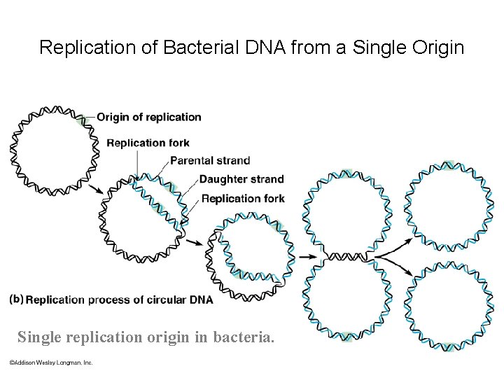 Replication of Bacterial DNA from a Single Origin Single replication origin in bacteria. 