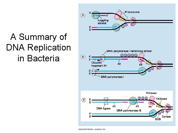 A Summary of DNA Replication in Bacteria 
