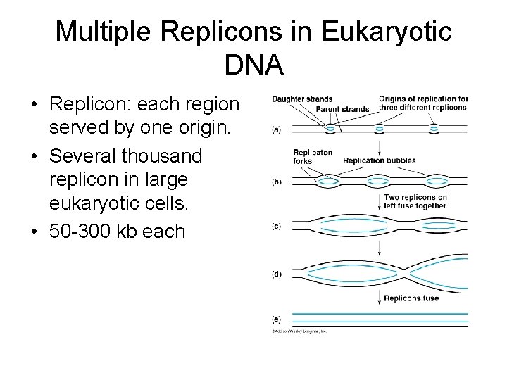 Multiple Replicons in Eukaryotic DNA • Replicon: each region served by one origin. •