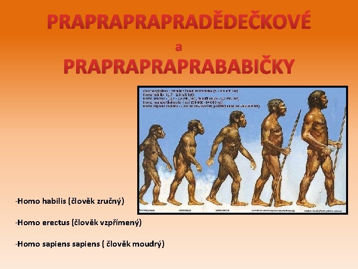 PRAPRADĚDEČKOVÉ a PRAPRABABIČKY -Homo habilis (člověk zručný) -Homo erectus (člověk vzpřímený) -Homo sapiens (