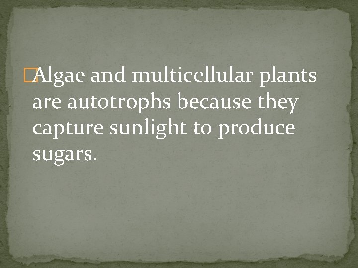 �Algae and multicellular plants are autotrophs because they capture sunlight to produce sugars. 