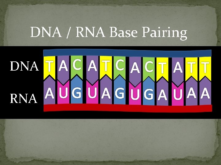 DNA / RNA Base Pairing DNA RNA 