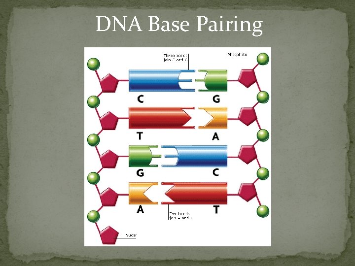 DNA Base Pairing 