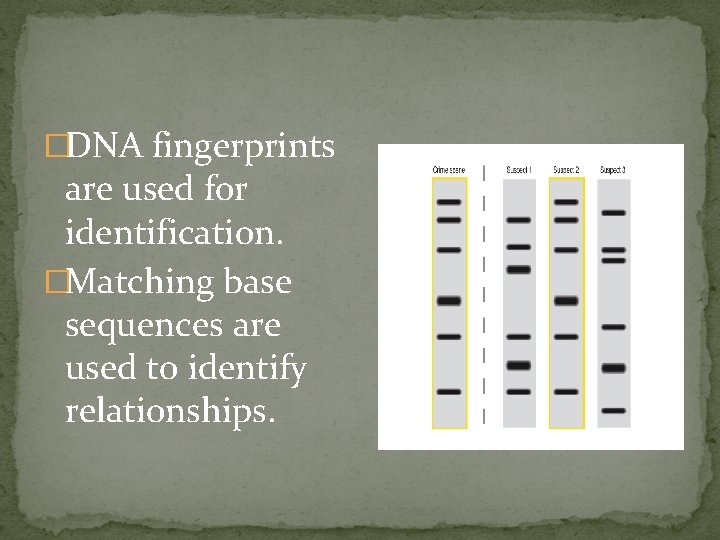 �DNA fingerprints are used for identification. �Matching base sequences are used to identify relationships.