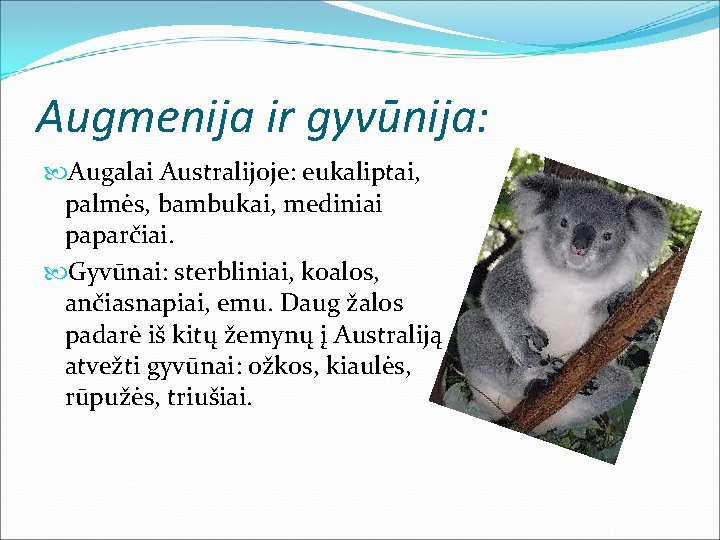 Augmenija ir gyvūnija: Augalai Australijoje: eukaliptai, palmės, bambukai, mediniai paparčiai. Gyvūnai: sterbliniai, koalos, ančiasnapiai,