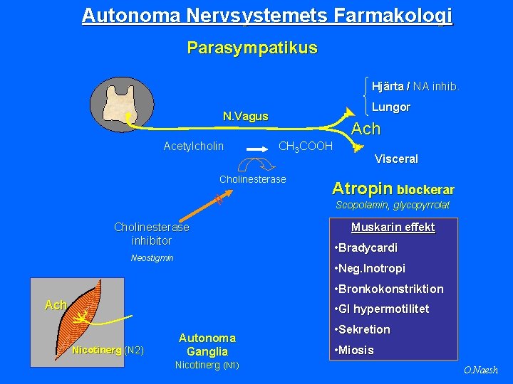 Autonoma Nervsystemets Farmakologi Parasympatikus Hjärta / NA inhib. Lungor N. Vagus Acetylcholin Ach CH
