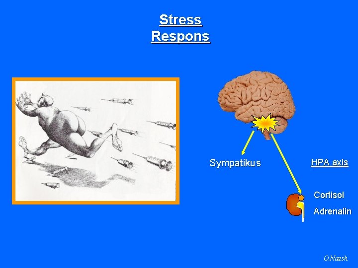 Stress Respons Sympatikus HPA axis Cortisol Adrenalin O. Naesh 