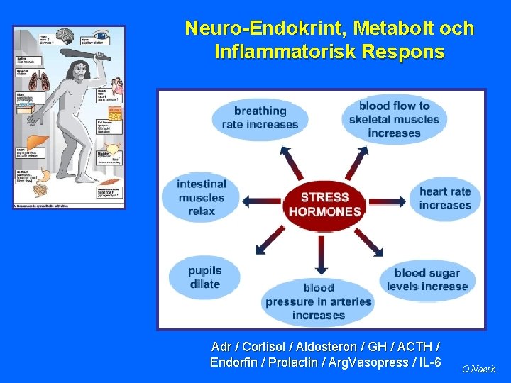 Neuro-Endokrint, Metabolt och Inflammatorisk Respons Adr / Cortisol / Aldosteron / GH / ACTH