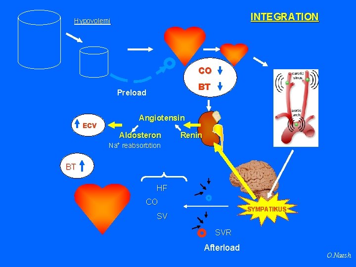 INTEGRATION Hypovolemi CO BT Preload ECV Angiotensin Aldosteron Renin Na+ reabsorbtion BT HF CO