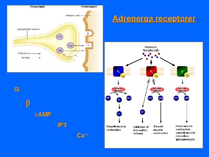 Adrenerga receptorer c. AMP IP 3 Ca ++ 