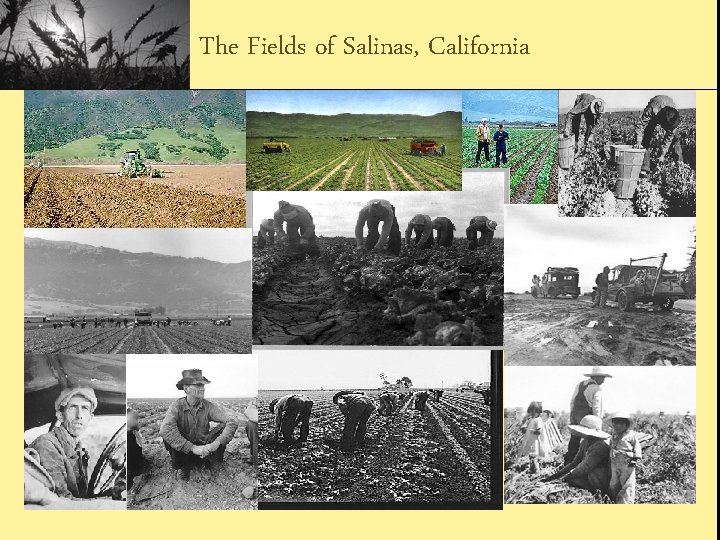 The Fields of Salinas, California 