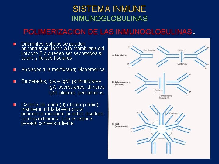 SISTEMA INMUNE INMUNOGLOBULINAS . POLIMERIZACION DE LAS INMUNOGLOBULINAS Diferentes isotipos se pueden encontrar anclados