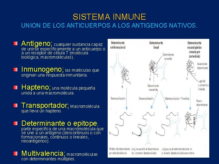 SISTEMA INMUNE UNION DE LOS ANTICUERPOS A LOS ANTIGENOS NATIVOS. Antígeno; cualquier sustancia capaz