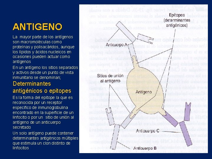 ANTIGENO La mayor parte de los antígenos son macromoléculas como proteínas y polisacáridos, aunque