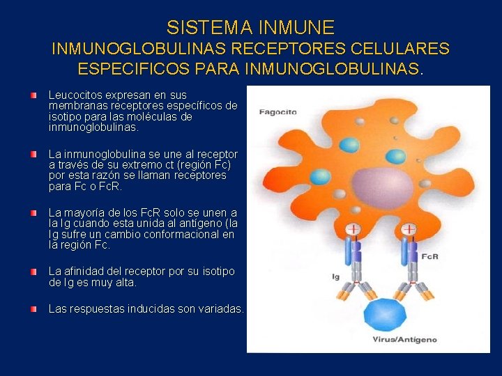 SISTEMA INMUNE INMUNOGLOBULINAS RECEPTORES CELULARES ESPECIFICOS PARA INMUNOGLOBULINAS. Leucocitos expresan en sus membranas receptores