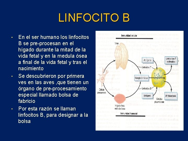 LINFOCITO B En el ser humano los linfocitos B se pre-procesan en el hígado