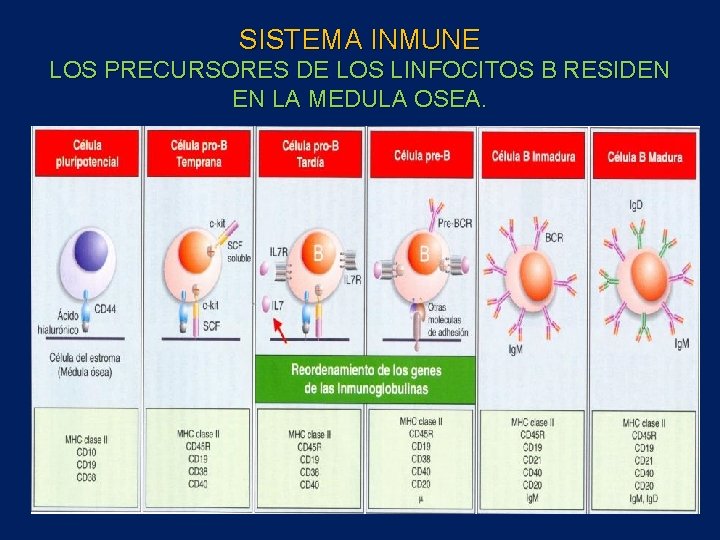SISTEMA INMUNE LOS PRECURSORES DE LOS LINFOCITOS B RESIDEN EN LA MEDULA OSEA. 