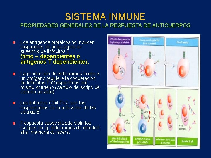SISTEMA INMUNE PROPIEDADES GENERALES DE LA RESPUESTA DE ANTICUERPOS Los antígenos proteicos no inducen