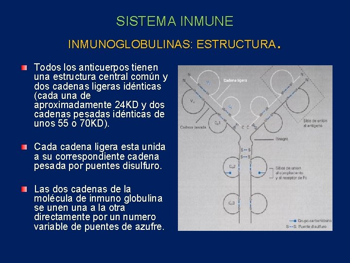 SISTEMA INMUNE . INMUNOGLOBULINAS: ESTRUCTURA Todos los anticuerpos tienen una estructura central común y