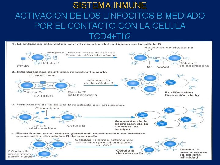 SISTEMA INMUNE ACTIVACION DE LOS LINFOCITOS B MEDIADO POR EL CONTACTO CON LA CELULA