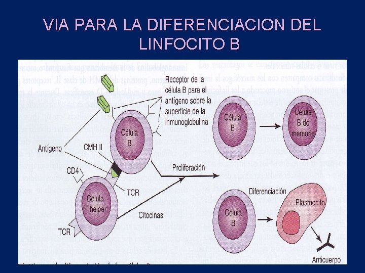 VIA PARA LA DIFERENCIACION DEL LINFOCITO B 