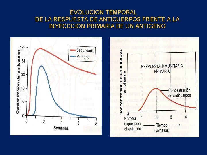 EVOLUCION TEMPORAL DE LA RESPUESTA DE ANTICUERPOS FRENTE A LA INYECCCION PRIMARIA DE UN