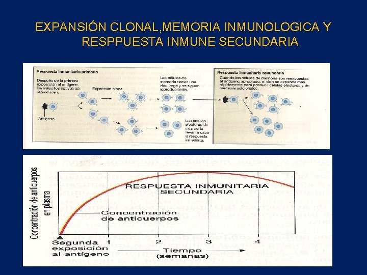 EXPANSIÓN CLONAL, MEMORIA INMUNOLOGICA Y RESPPUESTA INMUNE SECUNDARIA 