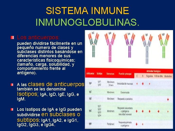 SISTEMA INMUNE INMUNOGLOBULINAS. Los anticuerpos: pueden dividirse fácilmente en un pequeño numero de clases