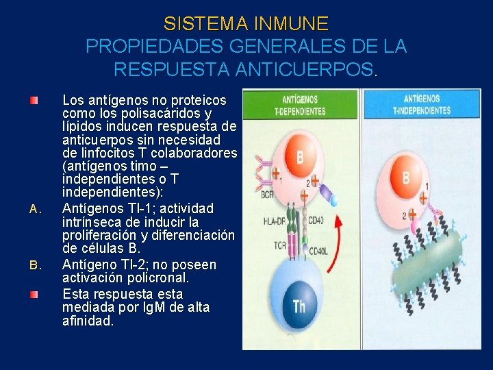 SISTEMA INMUNE PROPIEDADES GENERALES DE LA RESPUESTA ANTICUERPOS. A. B. Los antígenos no proteicos