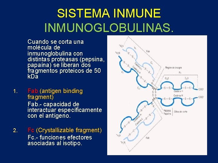 SISTEMA INMUNE INMUNOGLOBULINAS. Cuando se corta una molécula de inmunoglobulina con distintas proteasas (pepsina,