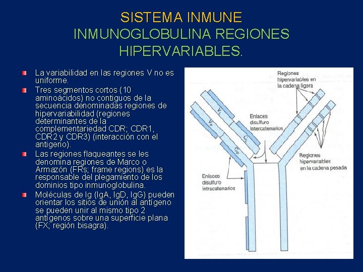 SISTEMA INMUNE INMUNOGLOBULINA REGIONES HIPERVARIABLES. La variabilidad en las regiones V no es uniforme.