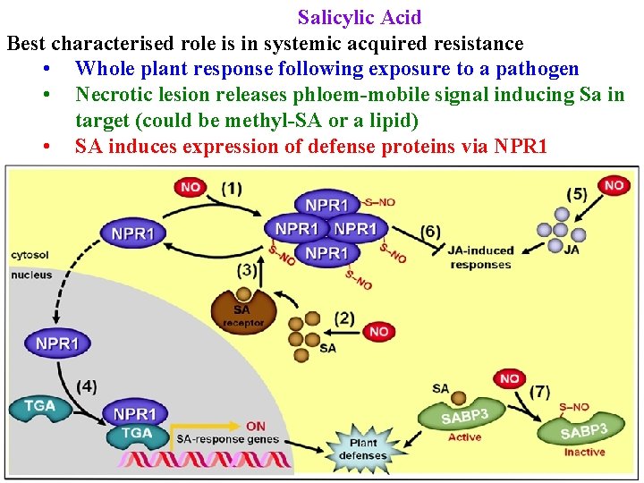 Salicylic Acid Best characterised role is in systemic acquired resistance • Whole plant response