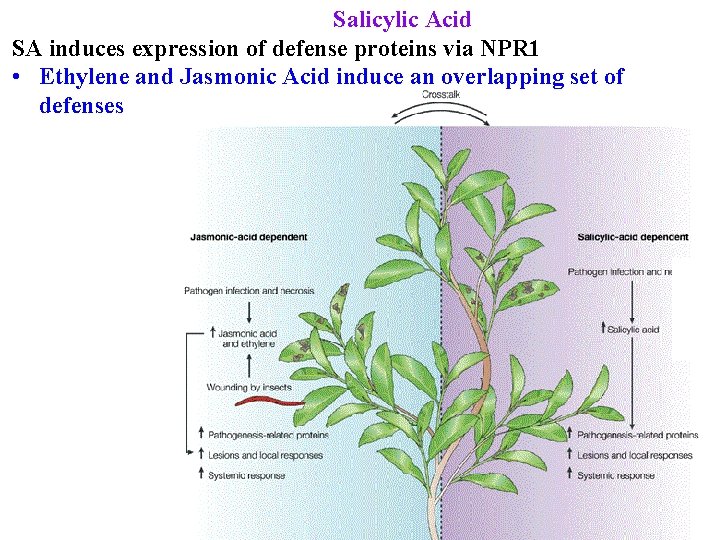 Salicylic Acid SA induces expression of defense proteins via NPR 1 • Ethylene and