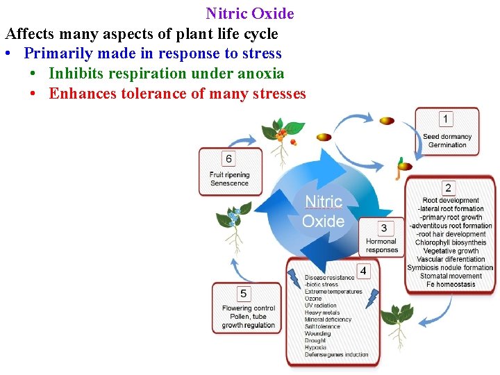 Nitric Oxide Affects many aspects of plant life cycle • Primarily made in response